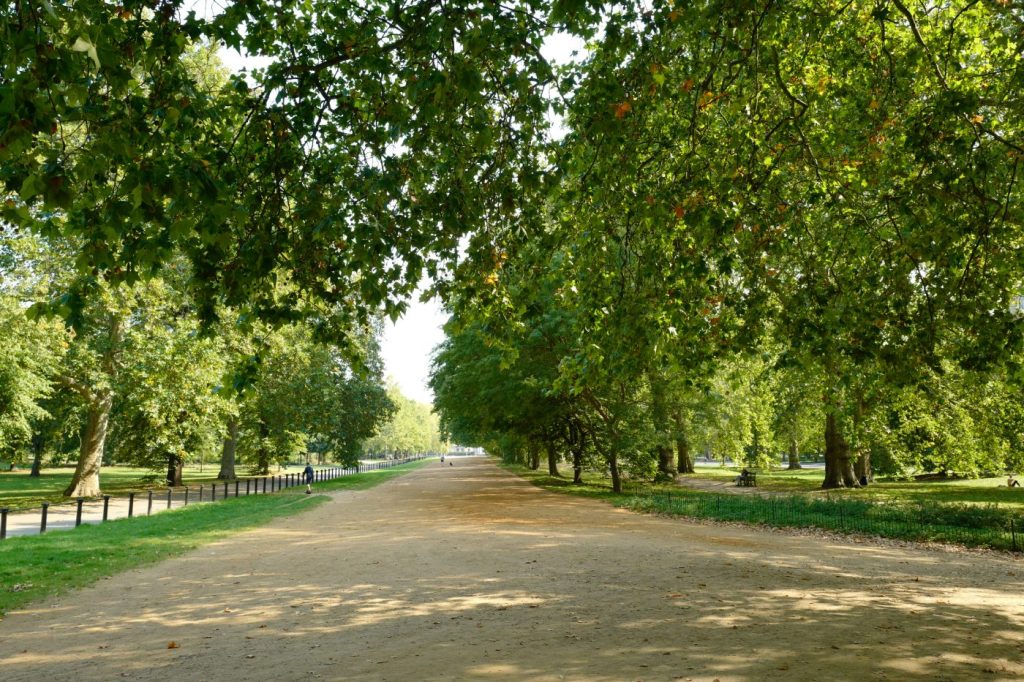 Trær og landskap i Londons Hyde Park.