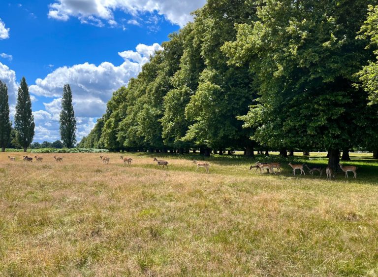 Bushy Park i London.