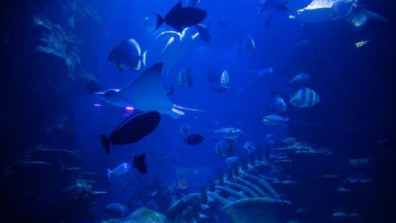 Havliv med fisker og djevelrokke i det store akvariet på SEA LIFE London Aquarium.