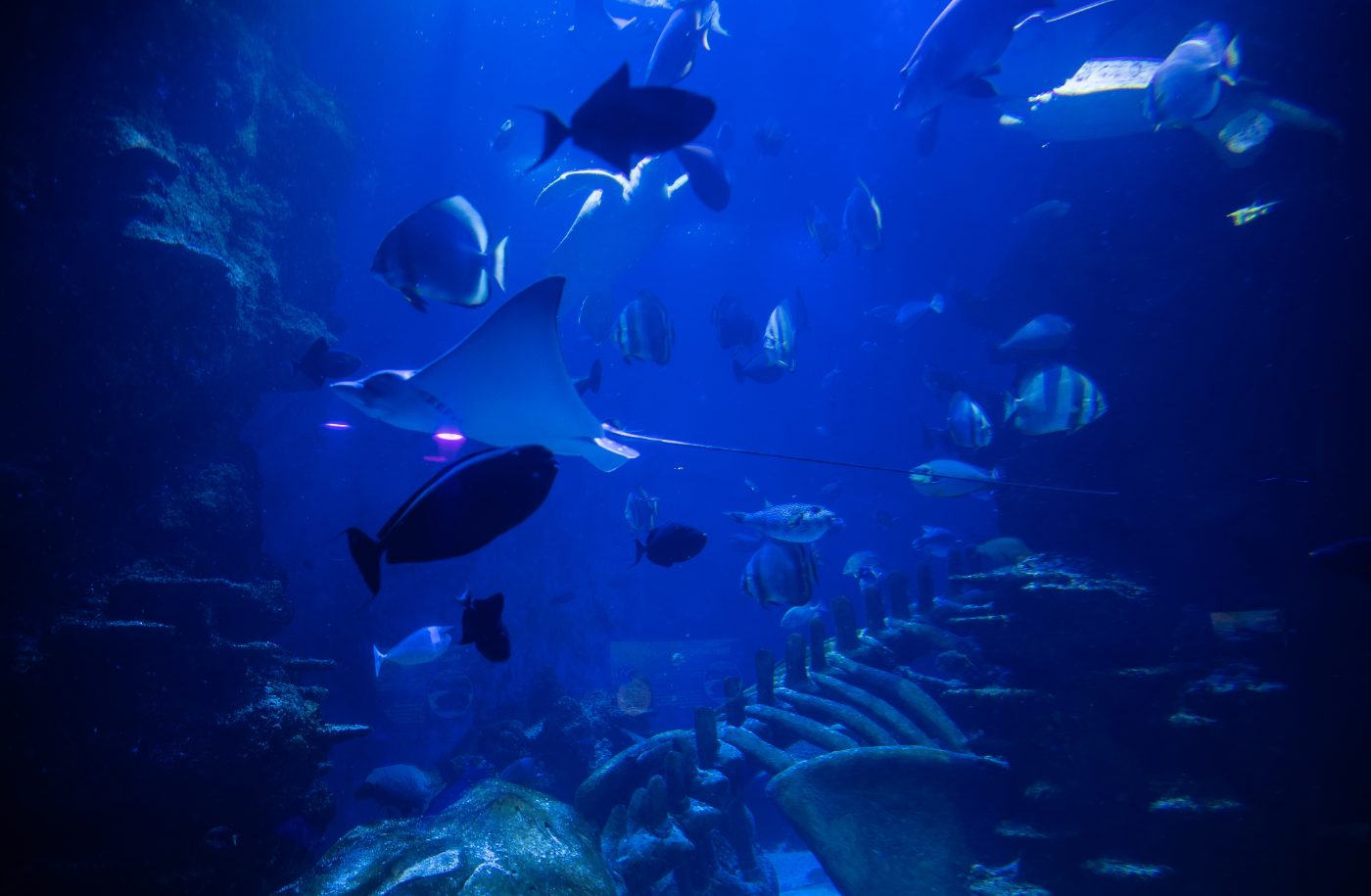 Havliv med fisker og djevelrokke i det store akvariet på SEA LIFE London Aquarium.