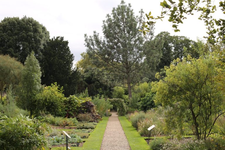 Chelsea Physic Garden, en av de eldste medisinske hagene i London.