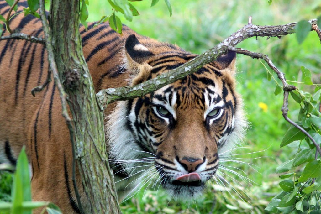 Tiger i London Zoo.