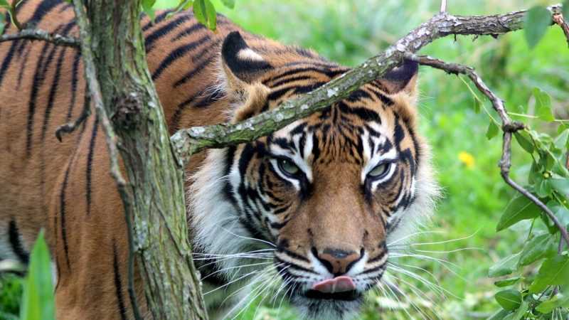 Tiger i London Zoo.